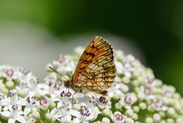 Melitaea athalia ?